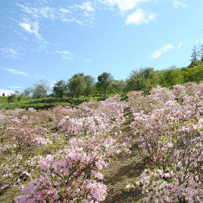 太陽の丘えんがる公園