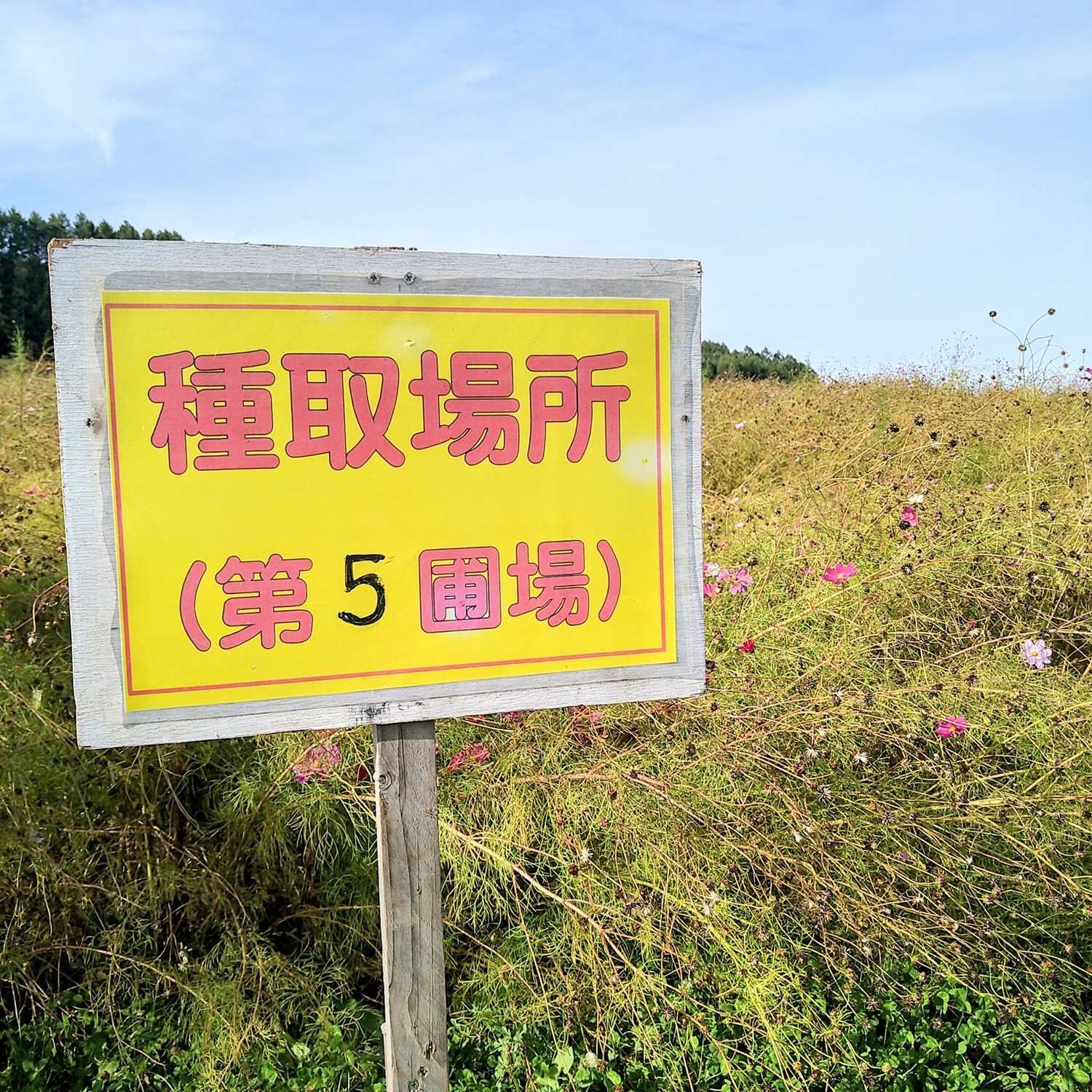 タネイモ2025 1