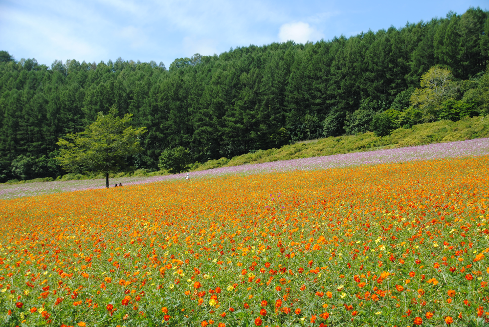 8.30開花状況